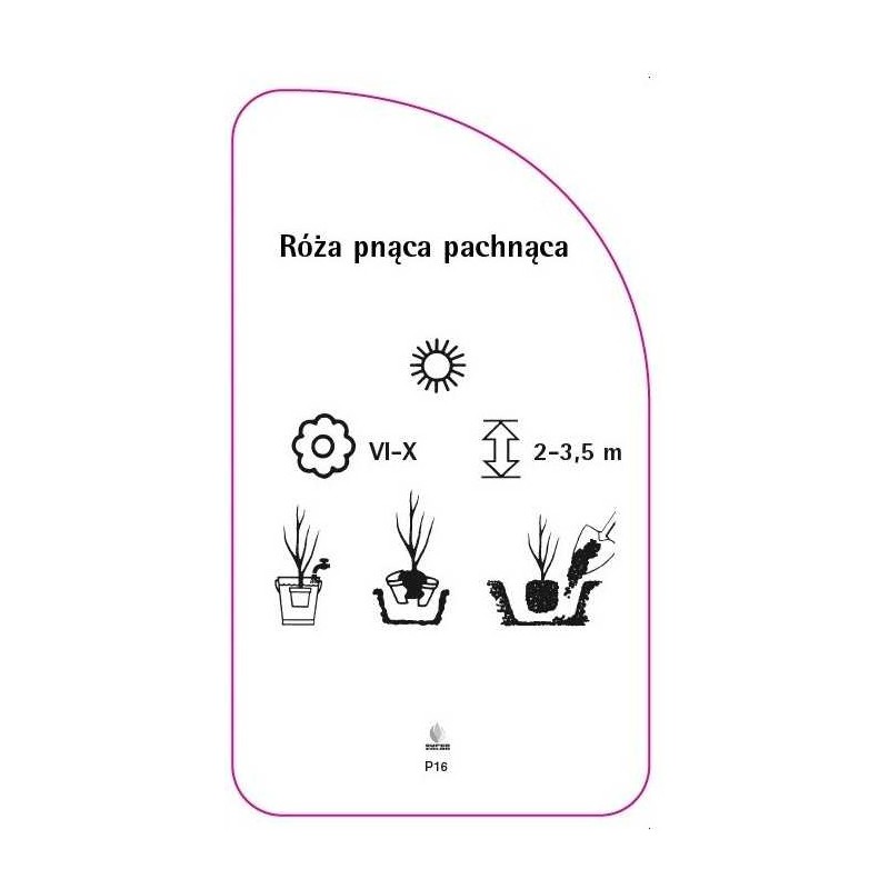 roza-pnaca-pachnaca-p161