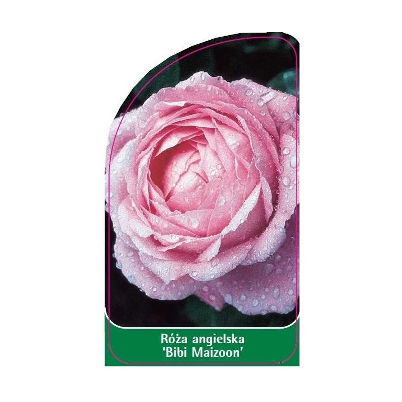 roza-angielska-bibi-maizon-0