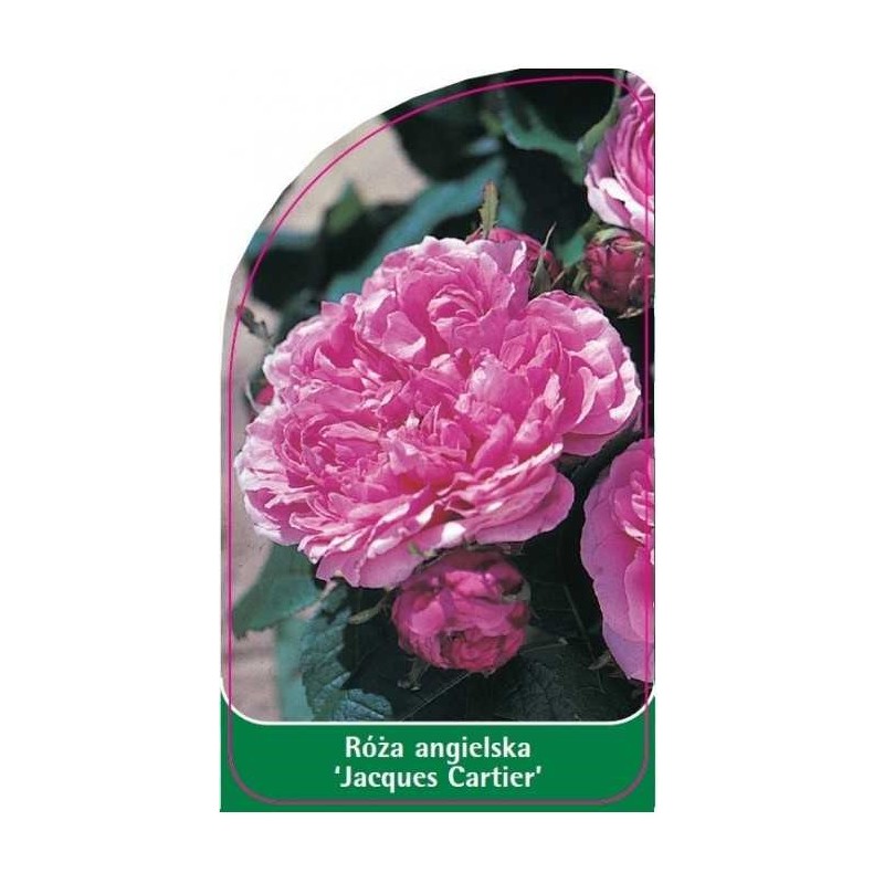 roza-angielska-jacques-cartier-0