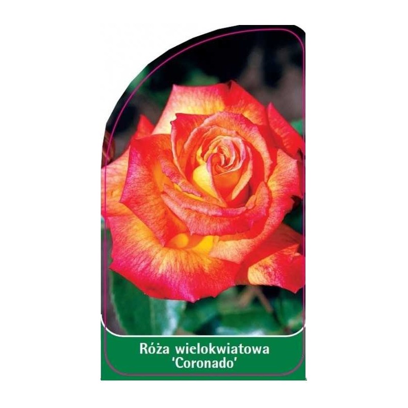 roza-wielokwiatowa-coronado-0