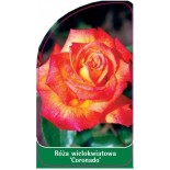 roza-wielokwiatowa-coronado-0